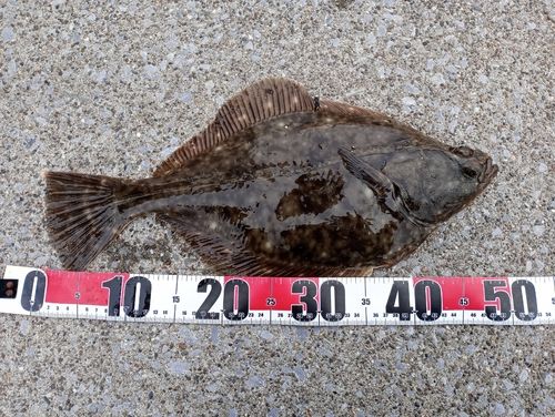 イシガレイの釣果