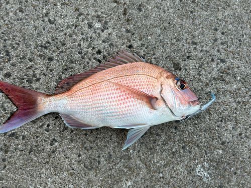 タイの釣果