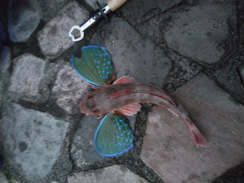 ホウボウの釣果
