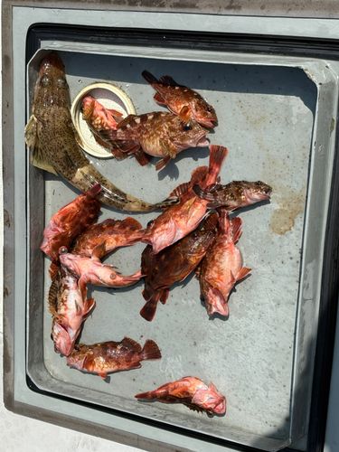 ガシラの釣果