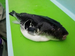 トラフグの釣果