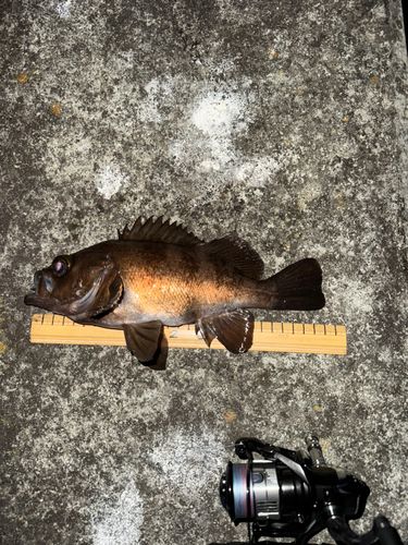 メバルの釣果