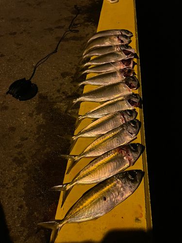 メアジの釣果