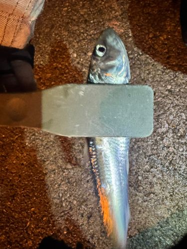 イワシの釣果