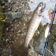 イワナの釣果
