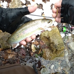 ニジマスの釣果