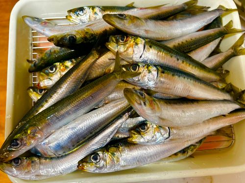 イワシの釣果