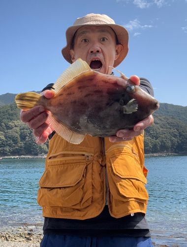 カワハギの釣果