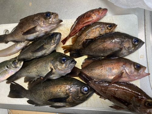 メバルの釣果