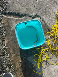 カタクチイワシの釣果