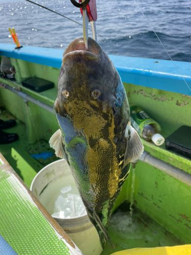 トラフグの釣果