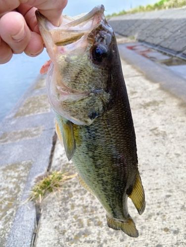 横利根川で釣れたブラックバスの釣り・釣果情報 - アングラーズ | 釣果