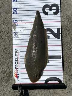 シタビラメの釣果