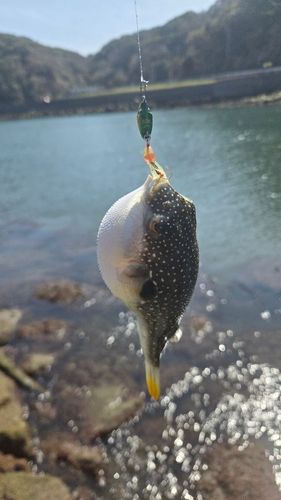クサフグの釣果