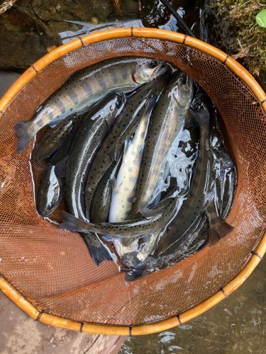 ヤマメの釣果