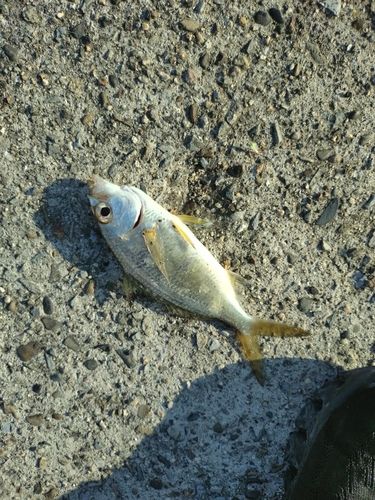 クロサギの釣果