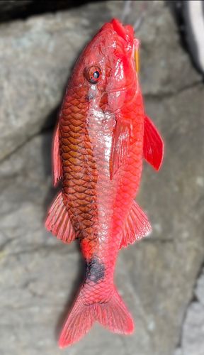 オジサンの釣果