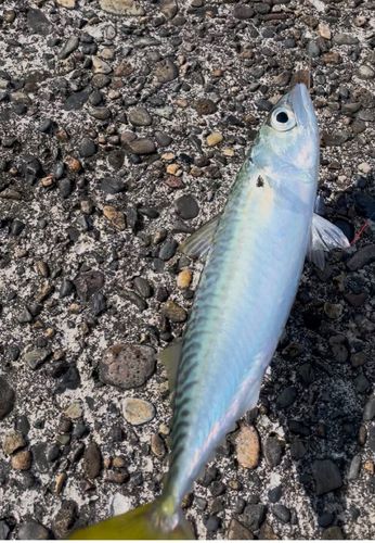 マサバの釣果