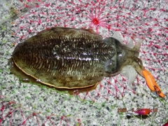 コウイカの釣果