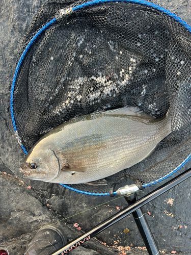 イスズミの釣果