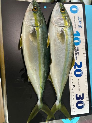 コゾクラの釣果