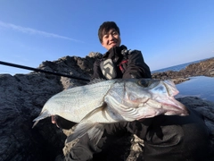 ヒラスズキの釣果