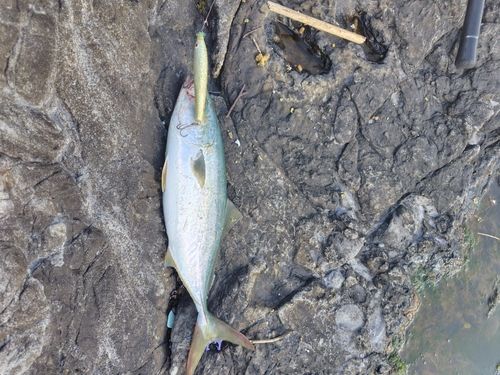 ハマチの釣果