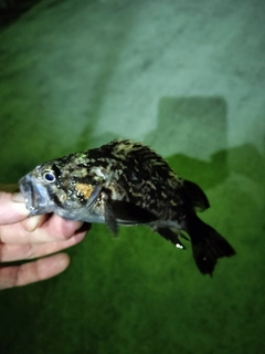 クロソイの釣果