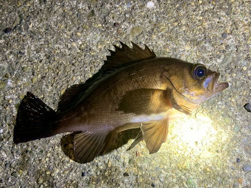 メバルの釣果