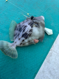 カワハギの釣果