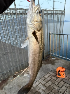 スズキの釣果