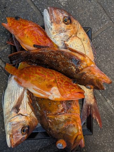 マダイの釣果