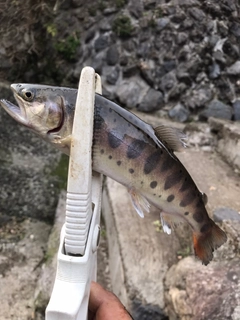 ヤマメの釣果