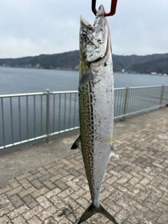 サゴシの釣果