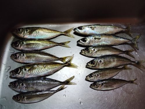 サバの釣果