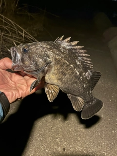 クロソイの釣果