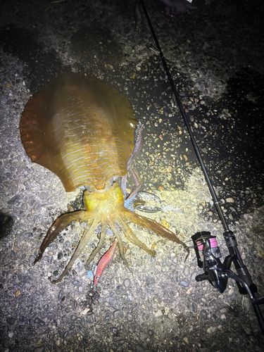 アオリイカの釣果