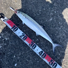 サゴシの釣果