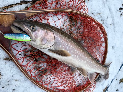 アメマスの釣果