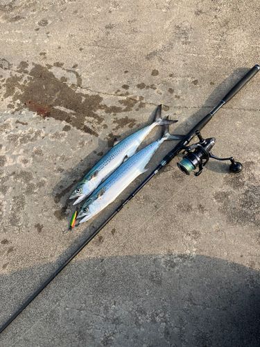 サゴシの釣果
