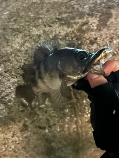 シロメバルの釣果