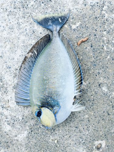 ヒメテングハギの釣果