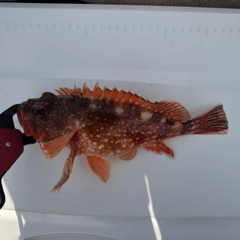 ウッカリカサゴの釣果