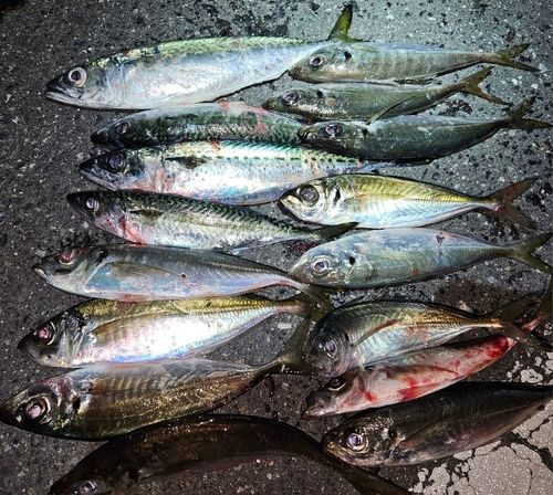 マアジの釣果