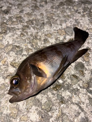 シロメバルの釣果