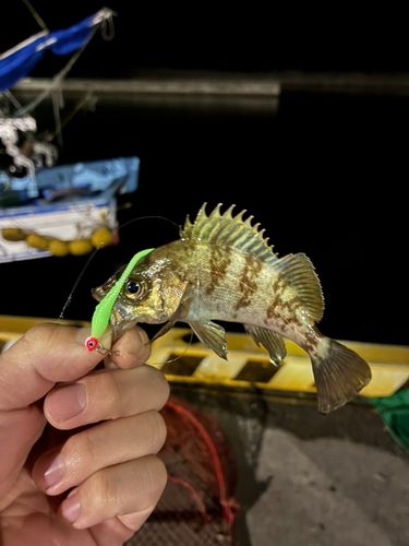 メバルの釣果