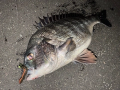 クロダイの釣果