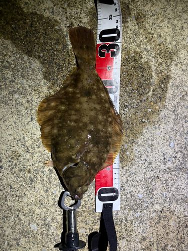 カレイの釣果