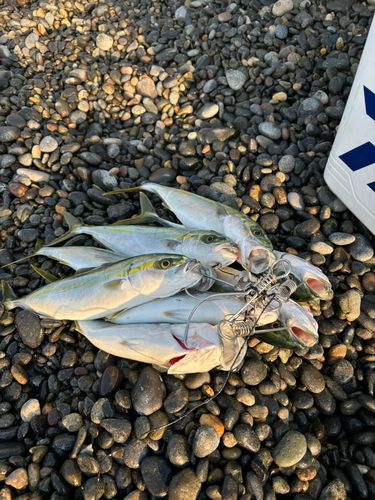 サゴシの釣果