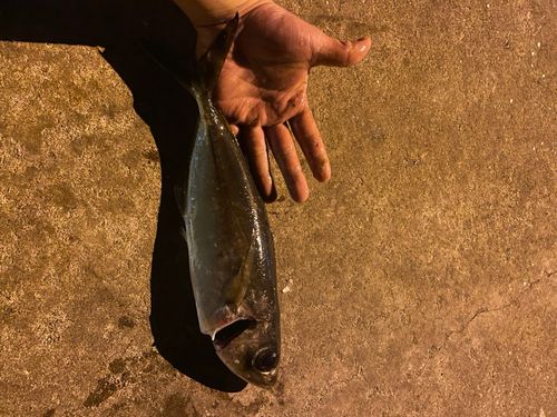 メアジの釣果